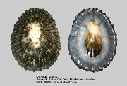 Cymbula safiana (7)